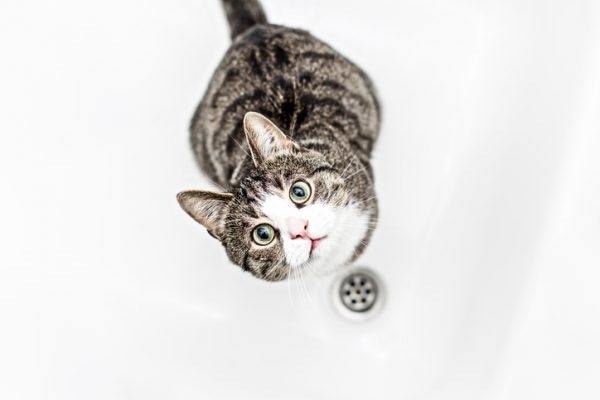 Katze steht in der Dusche
