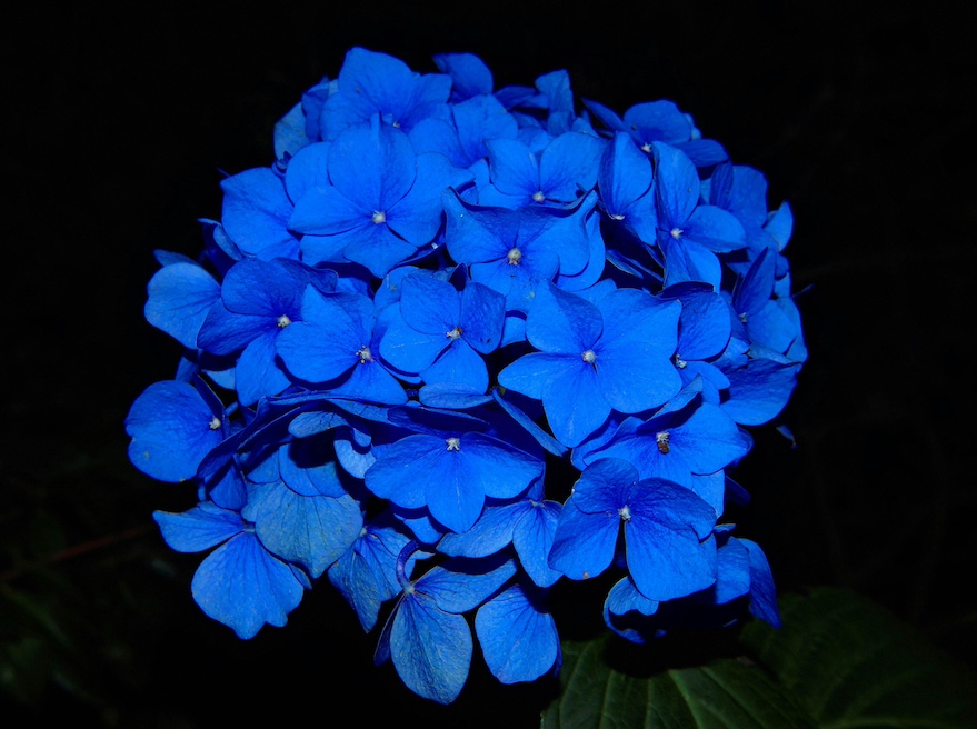 Blaue Blume